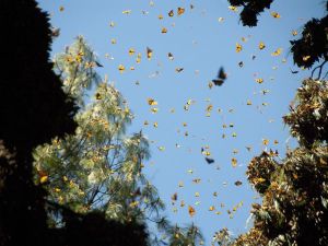 mexico-butterflies-monarchs-1_24999_600x450
